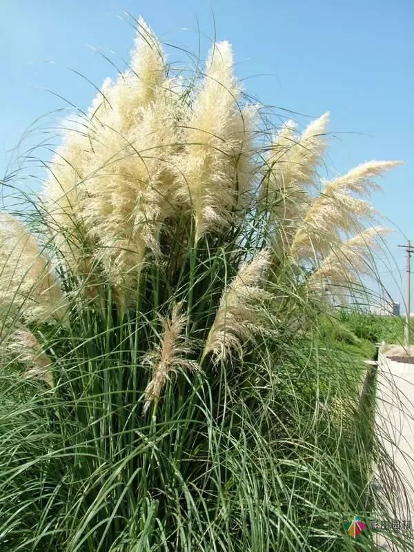 重慶72種常見私家花園綠化植物有哪些?