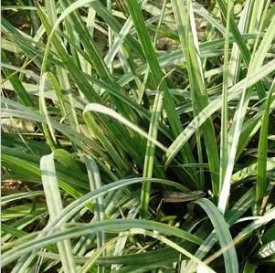 重慶72種常見私家花園綠化植物有哪些?