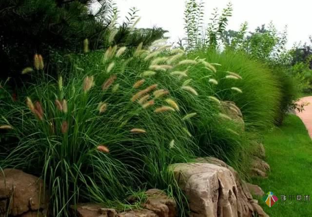 重慶72種常見私家花園綠化植物有哪些?
