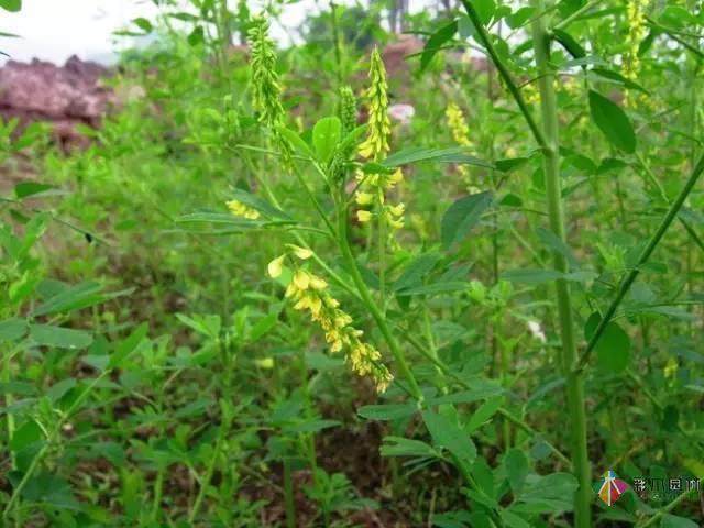 重慶72種常見私家花園綠化植物有哪些?