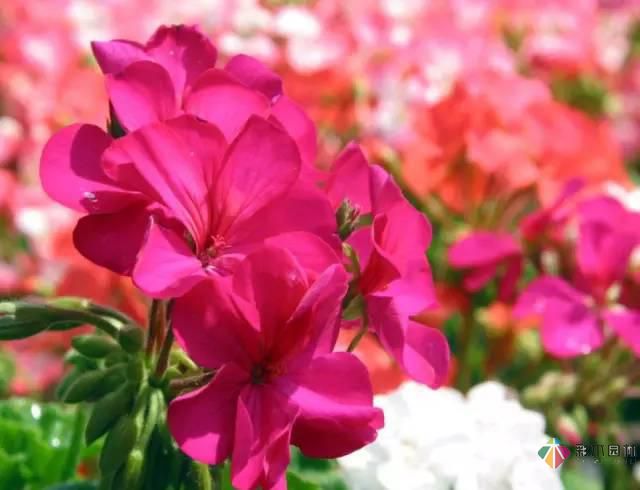 重慶72種常見私家花園綠化植物有哪些?