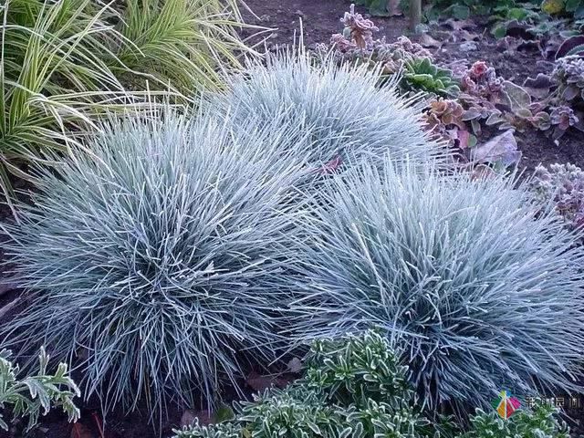 重慶72種常見私家花園綠化植物有哪些?