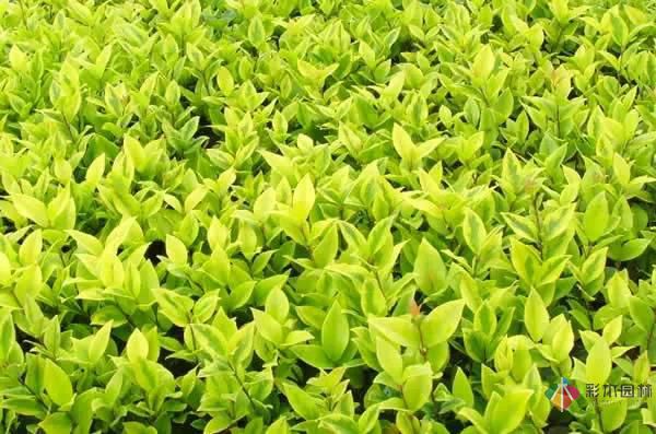 重慶72種常見私家花園綠化植物有哪些?