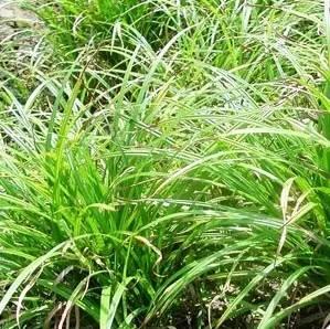 重慶72種常見私家花園綠化植物有哪些?