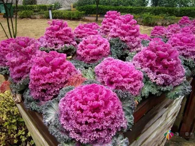 重慶72種常見私家花園綠化植物有哪些?