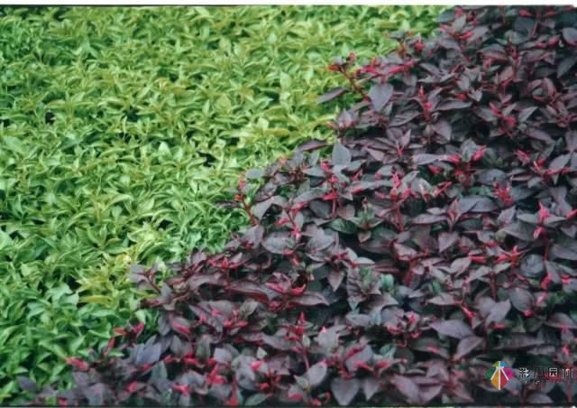 重慶72種常見私家花園綠化植物有哪些?