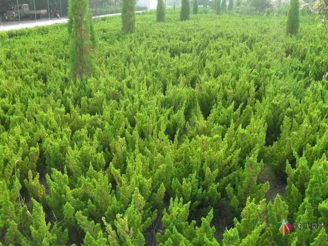 重慶72種常見私家花園綠化植物有哪些?