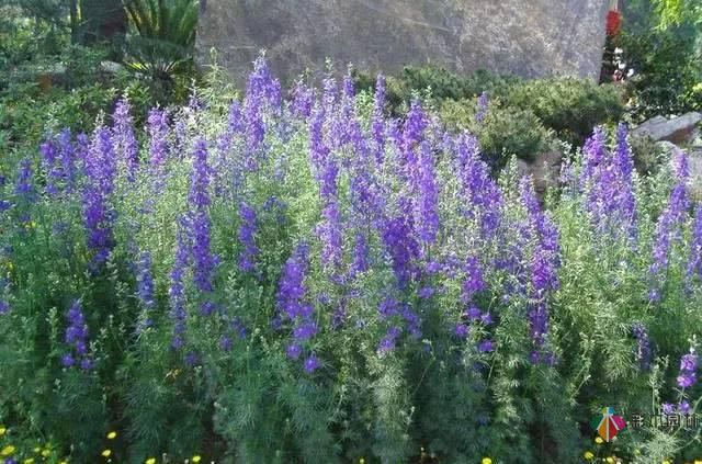 重慶72種常見私家花園綠化植物有哪些?