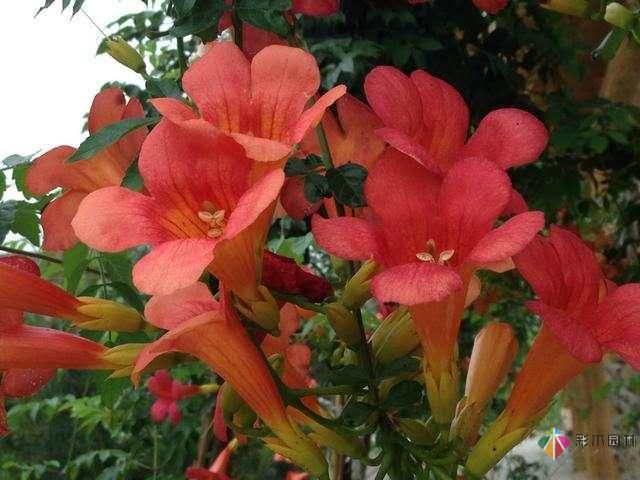 這種最美庭院花要種2棵，花開200天，比桂花香，美不勝收