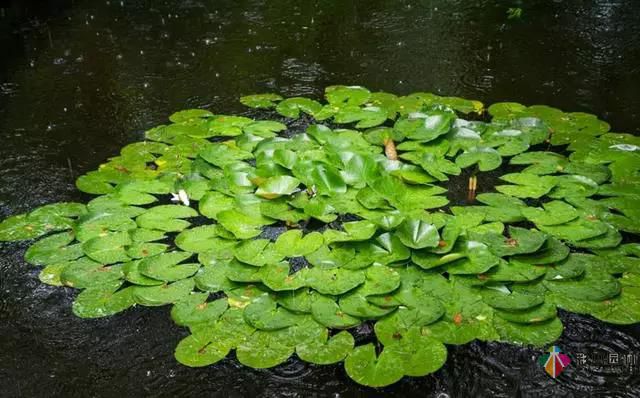 這樣的私家花園設計才能體現出接地氣的設計