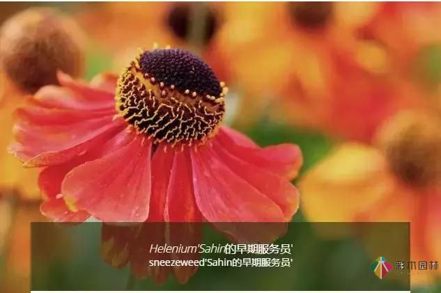 誘人的花園設(shè)計,欲罷不能!