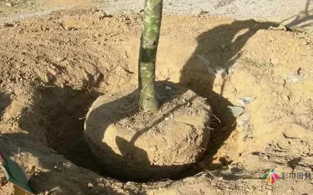17種園林綠化種植技術及處理辦法,值得珍藏!