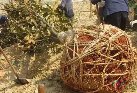 17種園林綠化種植技術及處理辦法,值得珍藏!