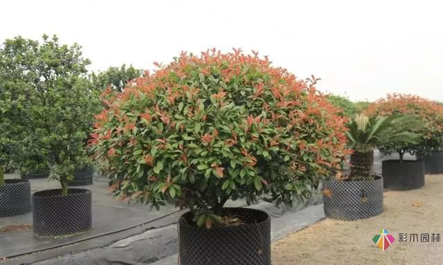17種園林綠化種植技術及處理辦法,值得珍藏!
