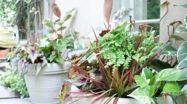 從植物到鋪裝新古典主義風格庭院設計顯得十分浪漫