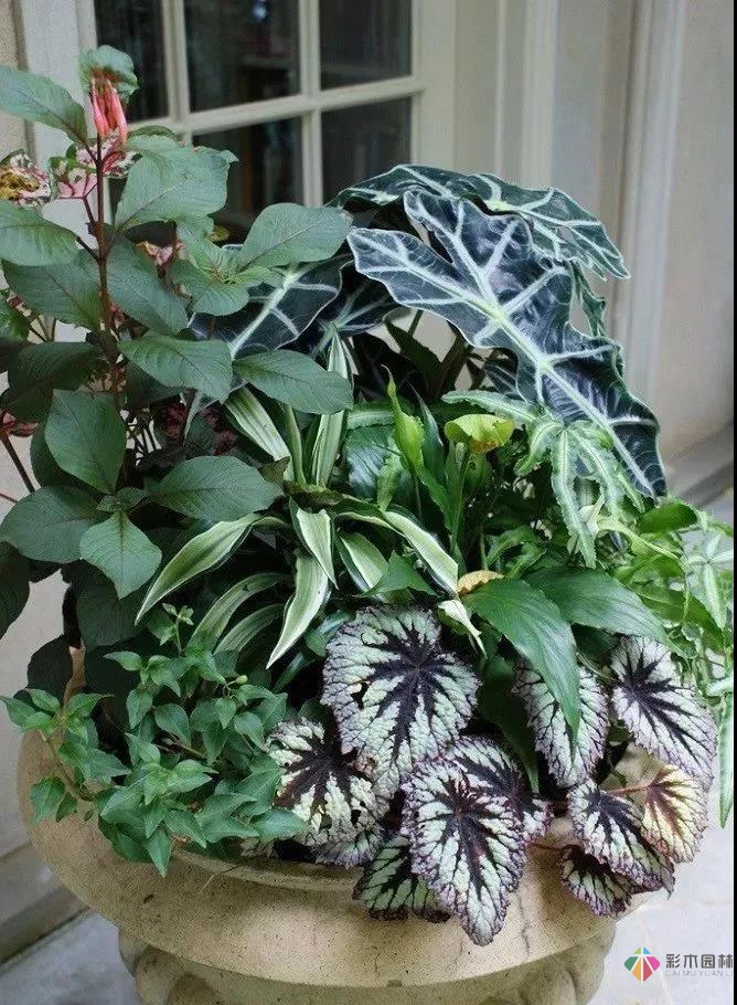 從植物到鋪裝新古典主義風格庭院設計顯得十分浪漫