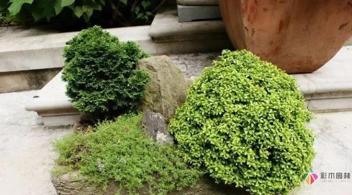 從植物到鋪裝新古典主義風格庭院設計顯得十分浪漫