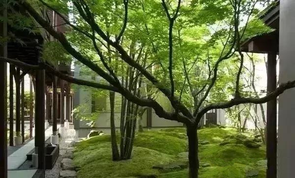 花園設計,苔造園也是一道美景!