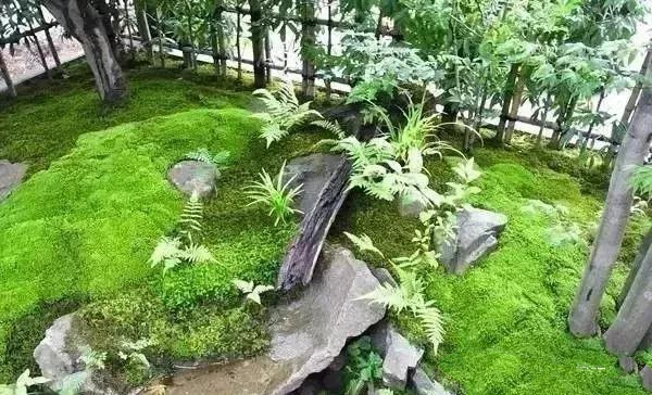 花園設計,苔造園也是一道美景!