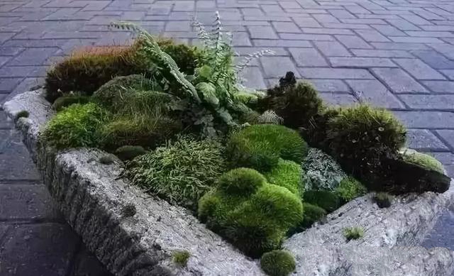 花園設計,苔造園也是一道美景!
