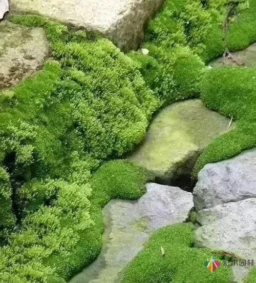 花園設計,苔造園也是一道美景!