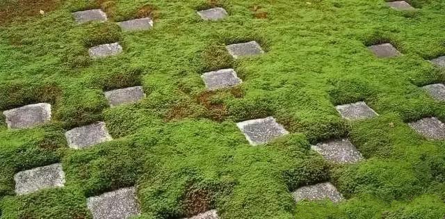 花園設計,苔造園也是一道美景!