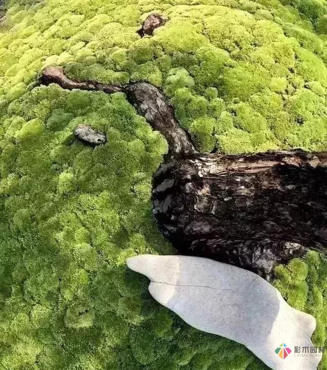 花園設計,苔造園也是一道美景!