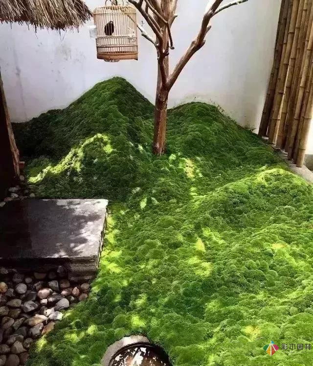 花園設計,苔造園也是一道美景!