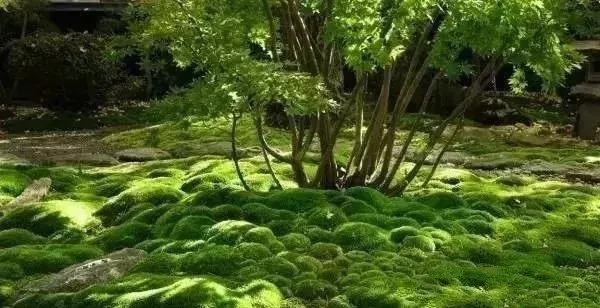 花園設計,苔造園也是一道美景!