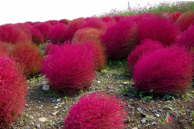庭院花境園藝設計和植物搭配需要哪些要求?