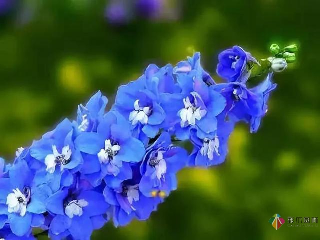 庭院花境園藝設計和植物搭配需要哪些要求?