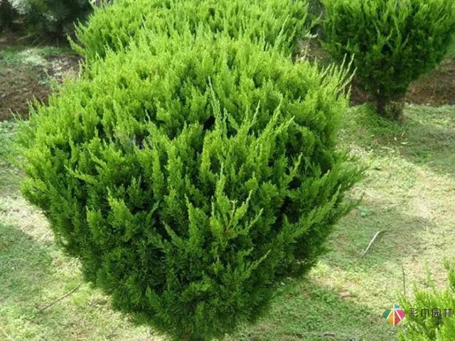 庭院花境園藝設計和植物搭配需要哪些要求?