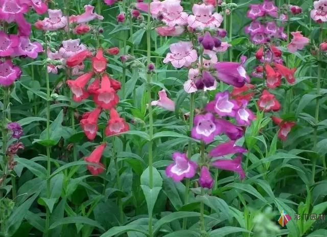 庭院花境園藝設計和植物搭配需要哪些要求?