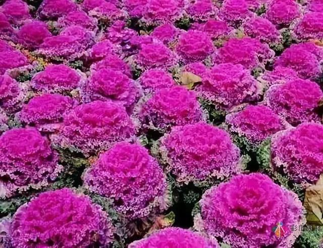 庭院花境園藝設計和植物搭配需要哪些要求?