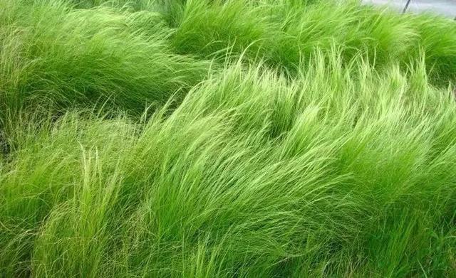 庭院花境園藝設計和植物搭配需要哪些要求?