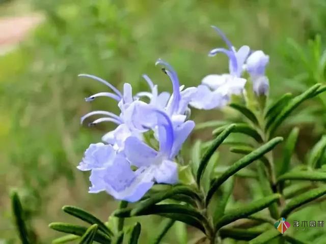 庭院花境園藝設計和植物搭配需要哪些要求?