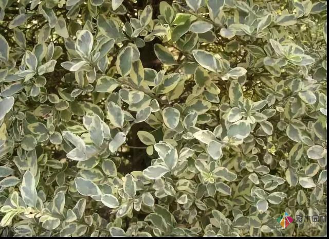 庭院花境園藝設計和植物搭配需要哪些要求?