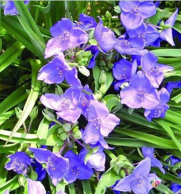 庭院花境園藝設計和植物搭配需要哪些要求?