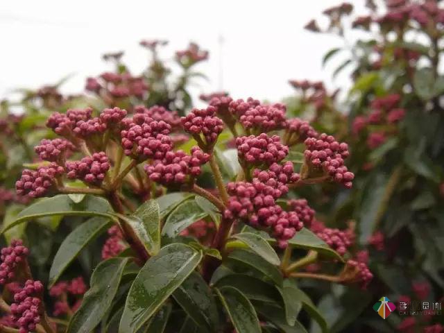 庭院花境園藝設計和植物搭配需要哪些要求?