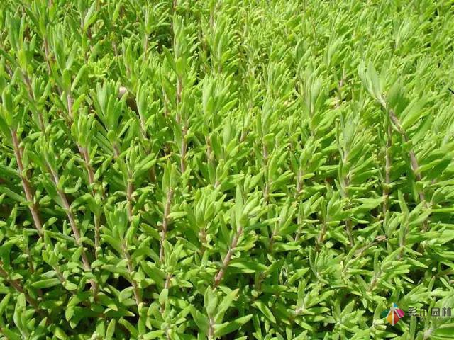 庭院花境園藝設計和植物搭配需要哪些要求?