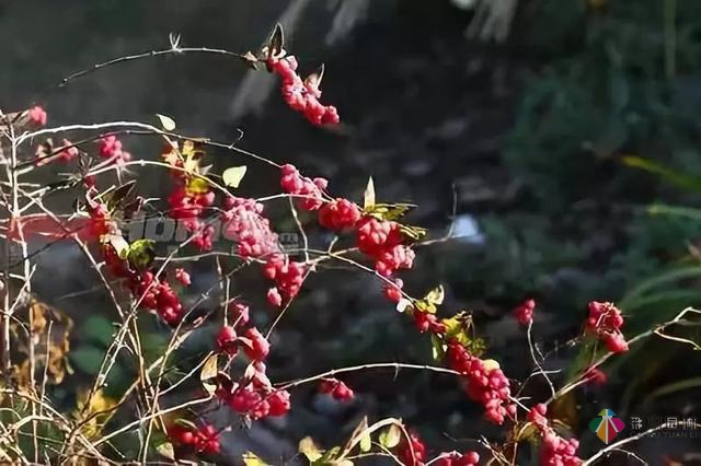 庭院花境園藝設計和植物搭配需要哪些要求?