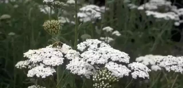 庭院花境園藝設計和植物搭配需要哪些要求?