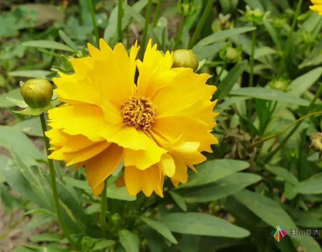 庭院花境園藝設計和植物搭配需要哪些要求?