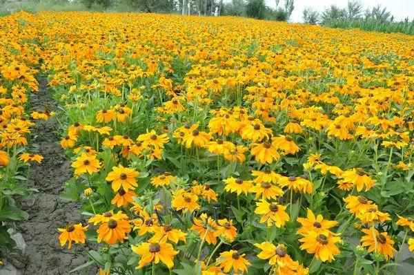 庭院花境園藝設計和植物搭配需要哪些要求?
