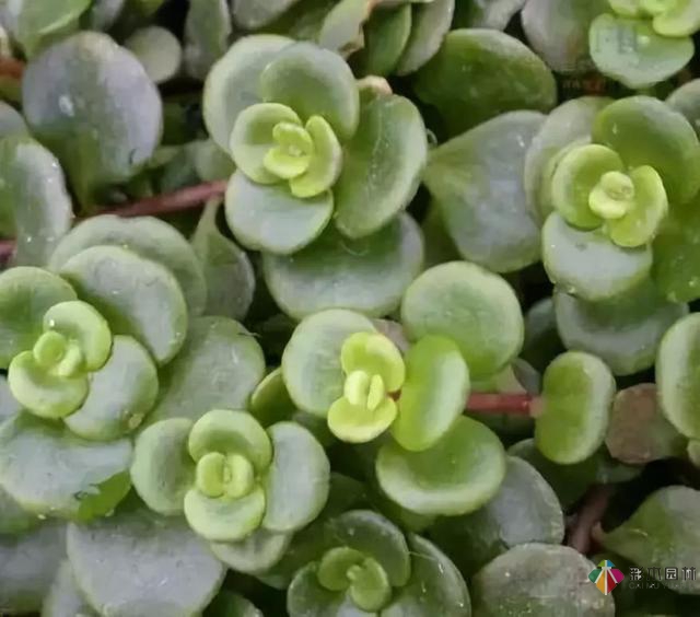 庭院花境園藝設計和植物搭配需要哪些要求?