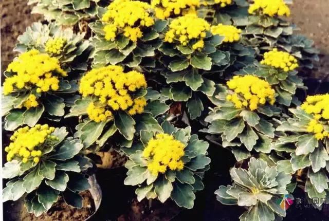 庭院花境園藝設計和植物搭配需要哪些要求?