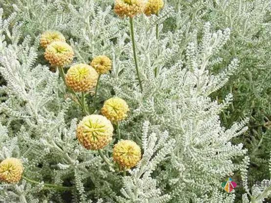 庭院花境園藝設計和植物搭配需要哪些要求?
