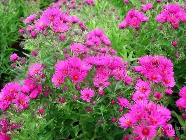 庭院花境園藝設計和植物搭配需要哪些要求?