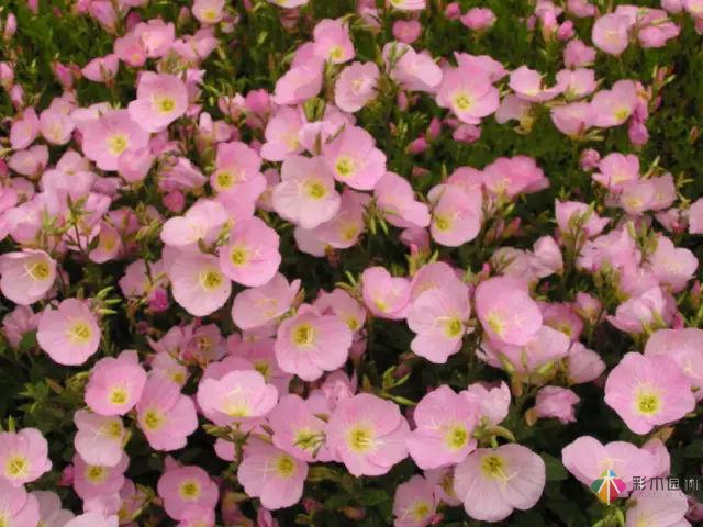 庭院花境園藝設計和植物搭配需要哪些要求?