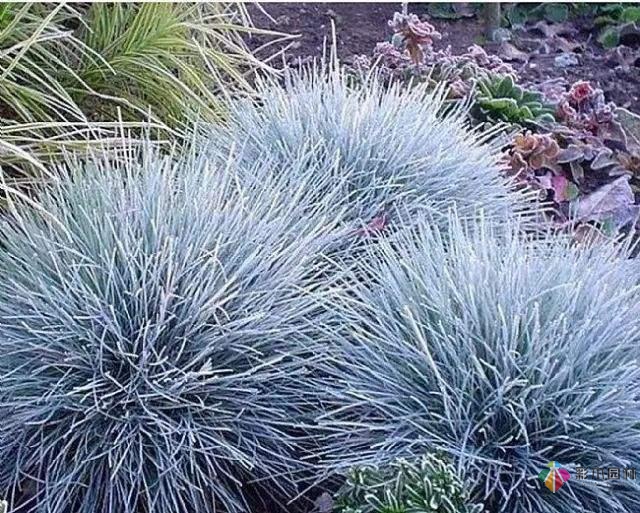 庭院花境園藝設計和植物搭配需要哪些要求?